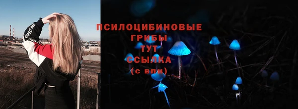 PSILOCYBIN Бородино